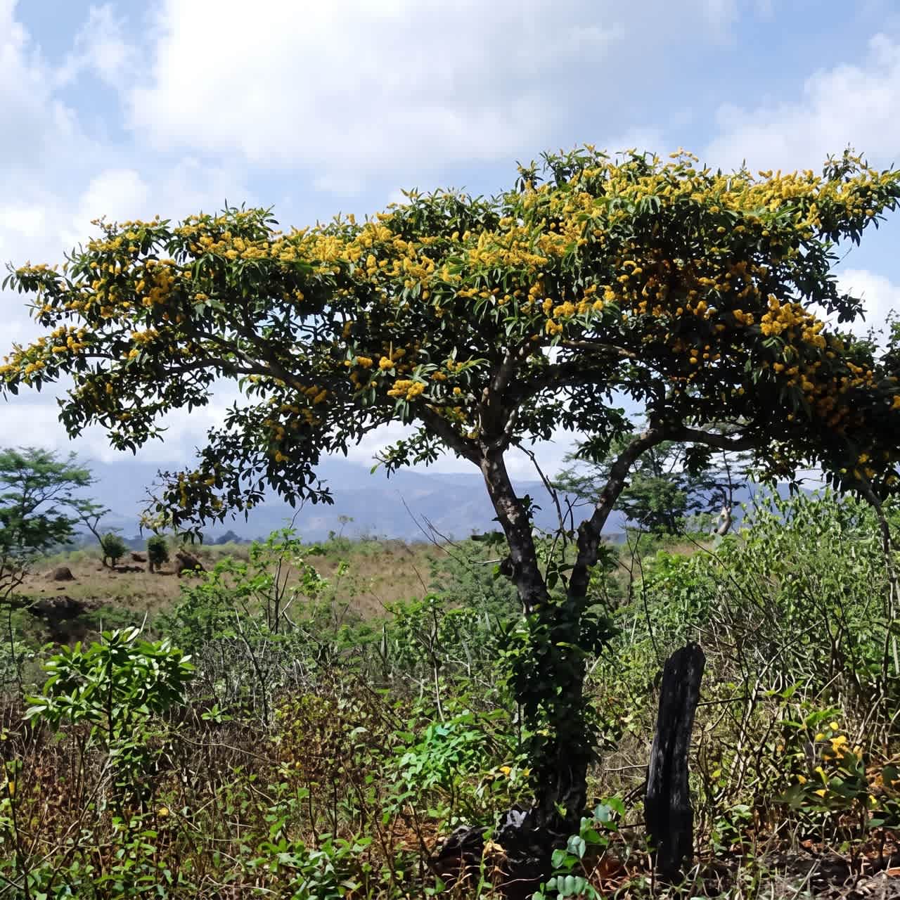 Drzewo Murici (Byrsonima crassifolia) &ndash; mieszanka Rap&eacute; La Herba