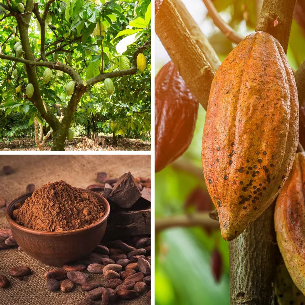 Drzewo kakaowe (Theobroma cacao)