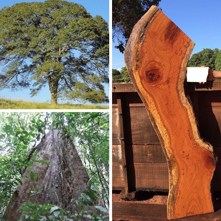 cumaru tree grid