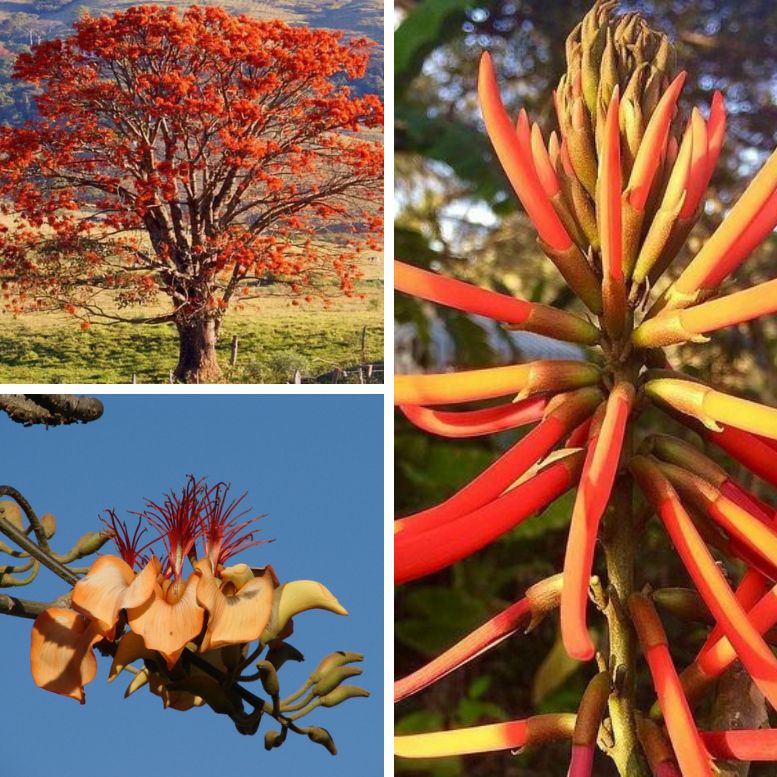 Mulungu tree flowers