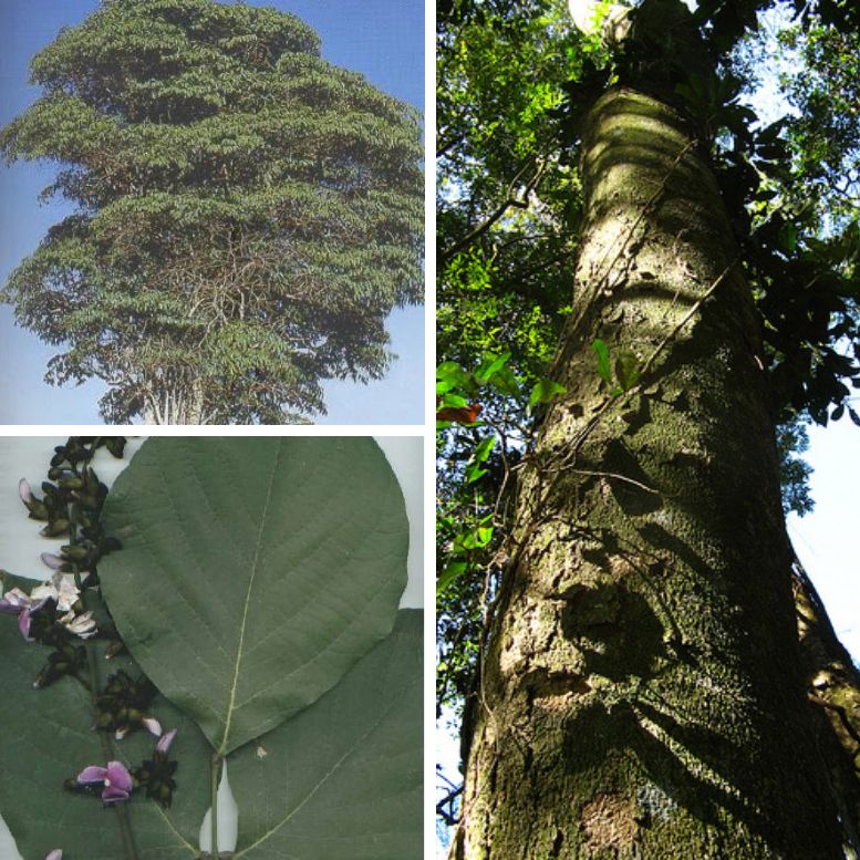 Pau Pereira Tree 