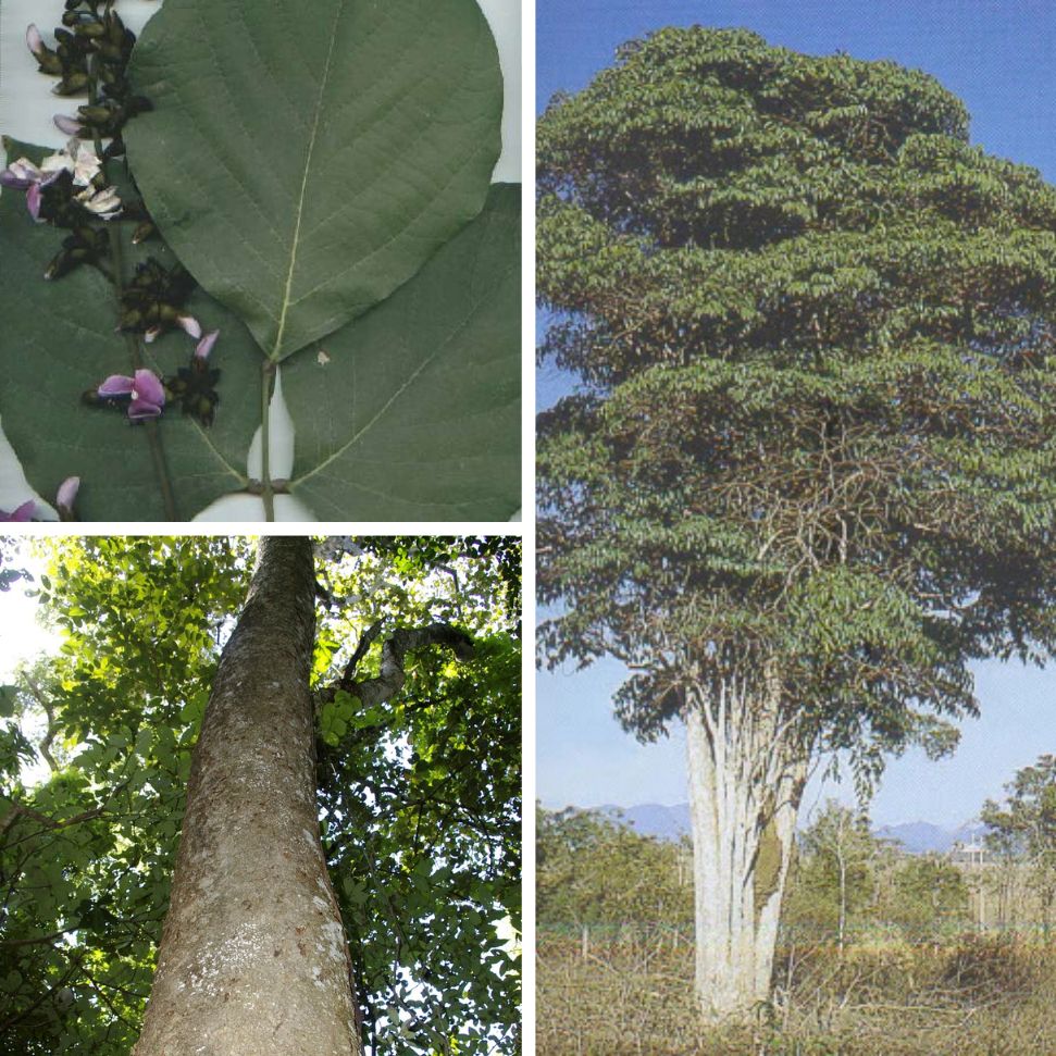 Drzewo Pau Pereira (Platycyamus regnellii) w brazylijskim lesie