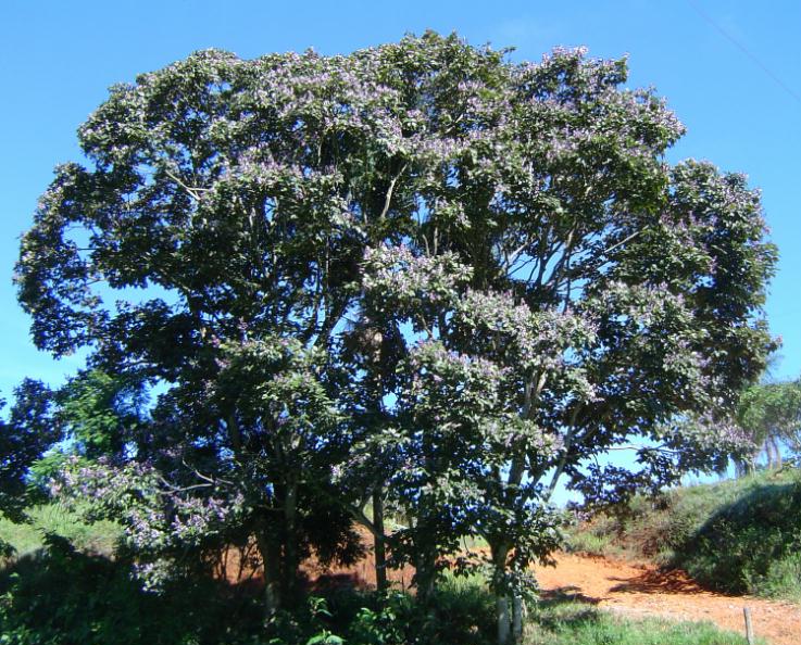 Drzewo Pau Pereira (Platycyamus regnellii) &ndash; mieszanka Rap&eacute; La Herba