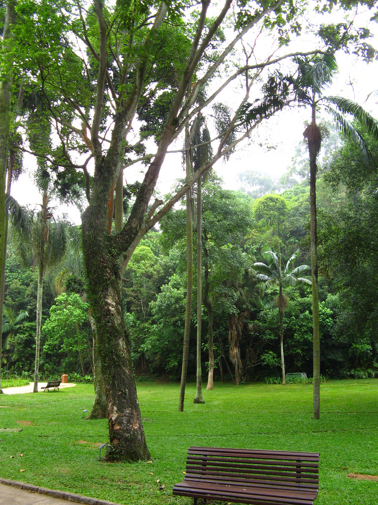 Drzewo Tsunu (Platycyamus regnellii) &ndash; mieszanka Rap&eacute; La Herba