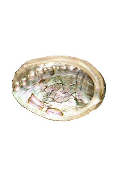 Zdjęcie dla Okadzająca muszla Abalone medium