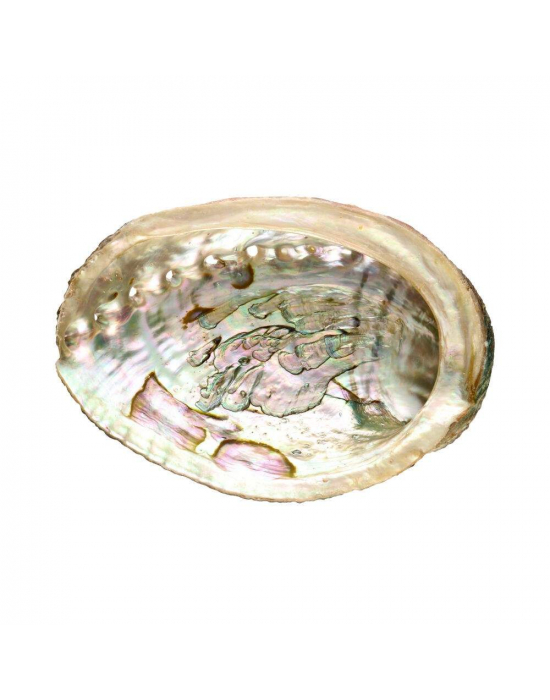Zdjęcie dla Okadzająca muszla Abalone medium