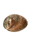 Zdjęcie dla Okadzająca muszla Abalone medium